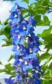  mėlynas Sodo Gėlės Delphinium Nuotrauka