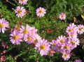   růžový Zahradní květiny Dendranthema fotografie