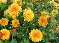   oranžový Záhradné kvety Dendranthema fotografie