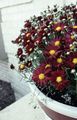   burgundietis Dārza Ziedi Dendranthema Foto