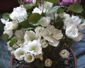   baltas Sodo Gėlės Twinleaf / Jeffersonia dubia Nuotrauka