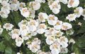   ホワイト 庭の花 Diascia、ツインスパー フォト