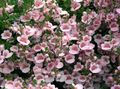   розовый Садовые Цветы Диасция / Diascia Фото