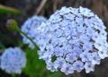   světle modrá Zahradní květiny Modrá Krajka Květ, Rottnest Island Sedmikráska / Didiscus fotografie