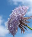   liliac Albastru Floare Dantelă, Daisy Insula Rottnest / Didiscus fotografie