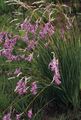   flieder Gartenblumen Engels Angelrute, Feenhaften Stab, Wandflower / Dierama Foto