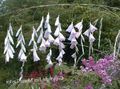   baltas Sodo Gėlės Angelo Meškerė, Pasakų Lazdelė, Wandflower / Dierama Nuotrauka