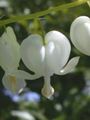   თეთრი ბაღის ყვავილები სისხლდენა გული, Dicentra / Dicentra spectabilis სურათი