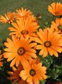 Cape Blomst, African Daisy