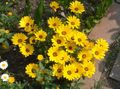  жълт Градински цветове Кабо Невен, Африканския Маргаритка / Dimorphotheca снимка