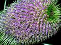   იასამნისფერი ბაღის ყვავილები Teasel / Dipsacus სურათი