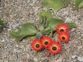   წითელი ბაღის ყვავილები Livingstone Daisy / Dorotheanthus (Mesembryanthemum) სურათი
