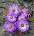   alyvinis Sodo Gėlės Livingstone Daisy / Dorotheanthus (Mesembryanthemum) Nuotrauka