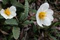   bela Vrtno Cvetje Avens / Dryas fotografija