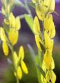   amarillo Flores de jardín Greenweed De Tintorero / Genista tinctoria Foto
