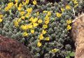   žlutý Zahradní květiny Douglasia, Skalnaté Horské Trpaslík-Pupalka, Vitaliana fotografie