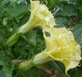   geel Tuin Bloemen Engel Trompet, Trompet Duivel, Hoorn Des Overvloeds, Donzige Doornappel / Datura metel foto