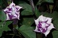   lilac bláthanna gairdín Trumpa Aingeal, An Diabhail Trumpa, Adharc De Neart, Úll Thorn Downy / Datura metel Photo