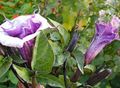   lilla I fiori da giardino Tromba Di Angelo, La Tromba Del Diavolo, Corno Dell'abbondanza, Stramonio Lanuginoso / Datura metel foto