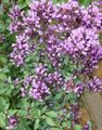   紫丁香 园林花卉 牛至 / Origanum 照