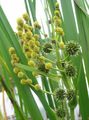   gelb Gartenblumen Exotische Bur Reed / Sparganium erectum Foto