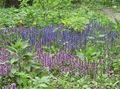   lilac bláthanna gairdín Bugle, Bugleweed / Ajuga Photo