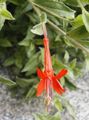   oráiste bláthanna gairdín Narrowleaf California Fuchsia, Fuchsia Hoary, Trumpa Hummingbird / Zauschneria Photo