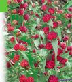   rosso I fiori da giardino Bastoni Fragola / Chenopodium foliosum foto