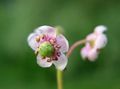   ροζ Λουλούδια κήπου Pipsissewa, Πεύκο Πρίγκιπα, Έδαφος Holly / Chimaphila φωτογραφία
