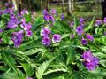   紫丁香 园林花卉 Dentaria / Dentaria, Cardamine 照