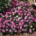   розовый Садовые Цветы Иберис / Iberis Фото