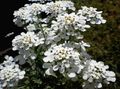   biały Ogrodowe Kwiaty Iberis zdjęcie