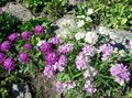   იასამნისფერი ბაღის ყვავილები Candytuft / Iberis სურათი