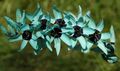   modrá Záhradné kvety Ixia fotografie