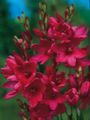   rosso I fiori da giardino Vischio / Ixia foto