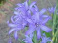   jasnoniebieski Ogrodowe Kwiaty Ixiolirion (Palass) zdjęcie