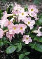   růžový Zahradní květiny Hardy Gloxínie / Incarvillea delavayi fotografie