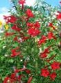   червен Градински цветове Заставане Кипарис, Алени Gilia / Ipomopsis снимка