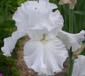   biały Ogrodowe Kwiaty Brodaty Iris / Iris barbata zdjęcie