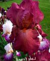   бордовий Садові Квіти Ірис Бородатий / Iris barbata Фото