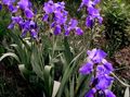  purpurs Dārza Ziedi Varavīksnene / Iris barbata Foto