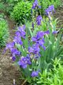   плави Баштенске Цветови Ирис / Iris barbata фотографија