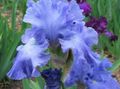   luz azul Flores do Jardim Íris / Iris barbata foto