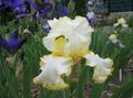   sárga Kerti Virágok Írisz / Iris barbata fénykép