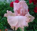   розовый Садовые Цветы Ирис бородатый / Iris barbata Фото