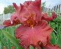   rouge les fleurs du jardin Iris / Iris barbata Photo