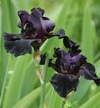   črna Vrtno Cvetje Iris / Iris barbata fotografija