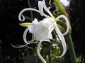 Lily Spider, Ismene, Lus An Chromchinn Farraige