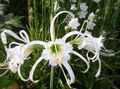   bela Vrtno Cvetje Spider Lily, Ismene, Morska Narcisa / Hymenocallis fotografija