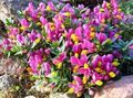   ružová Záhradné kvety Vitodata / Polygala fotografie